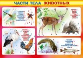 Плакат "Части тела животных" 