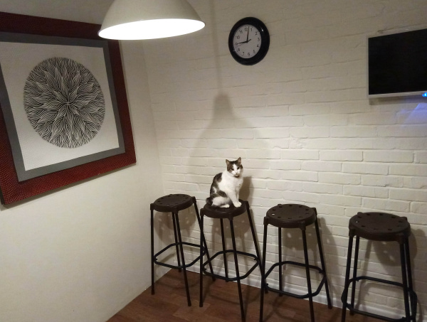 Каркас стула SHT-S48