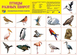 Плакат А2 (комплект разрезных карточек) Птицы разных широт