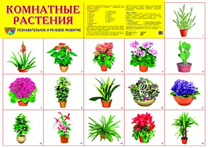 Плакат А2 (комплект разрезных карточек) Комнатные растения
