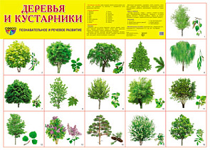Плакат А2 (комплект разрезных карточек) Деревья и кустарники