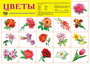 Плакат А2 (комплект разрезных карточек) Цветы садовые 