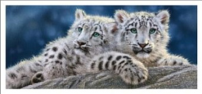 Пазл 600 эл. Снежные леопарды В-060115 