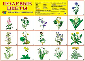 Плакат А2 (комплект разрезных карточек) Полевые цветы