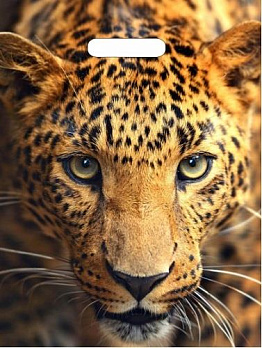 Пакет полиэтиленовый 31х40 Взгляд леопарда, 60мкн 